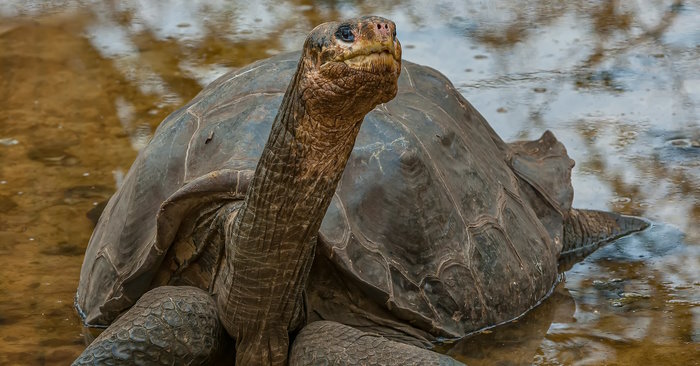 These Are the Last Individuals of a Species Now Extinct in the World