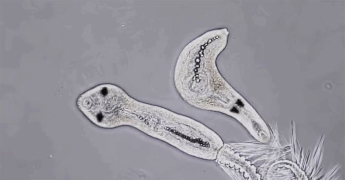 What to Know If the Pandemic Came from Extraterrestrial Sources