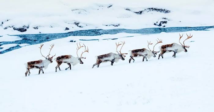 Things You May Not Know About Reindeer
