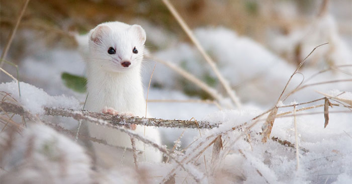 Top 4 Strange Animals That Change Color to White in Winter