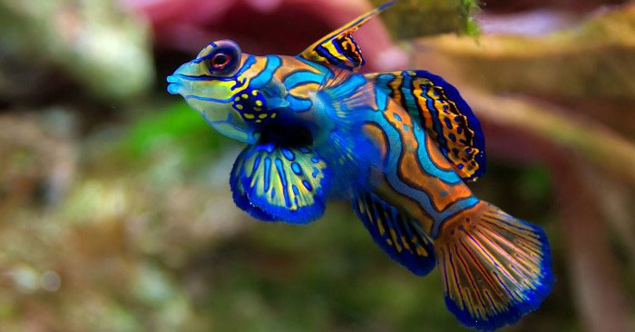 TOP Most Beautiful Animals in the World