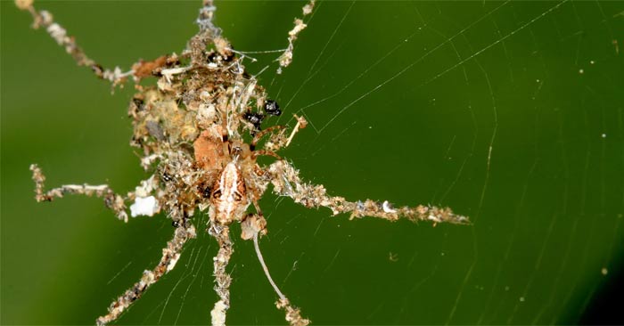 Unique Spider Species Creates Perfect Clones of Itself to Hunt Prey