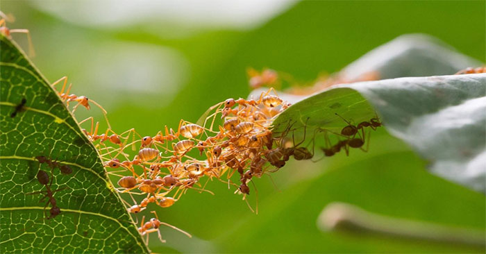 Weaver Ants Teamwork: Complete Guide