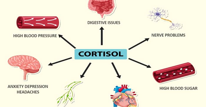 Warning Signs of High Cortisol and How to Fix It