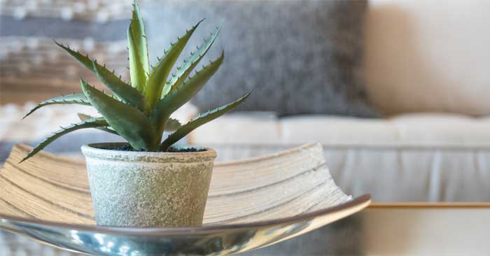 Ways Houseplants Can Improve Your Quality of Life