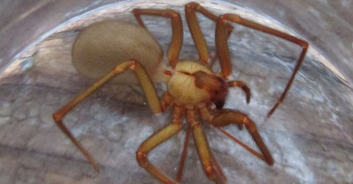 What Happened to a Kansas Family Who Lived with 2,055 Brown Recluse Spiders in Their Home for Five Years