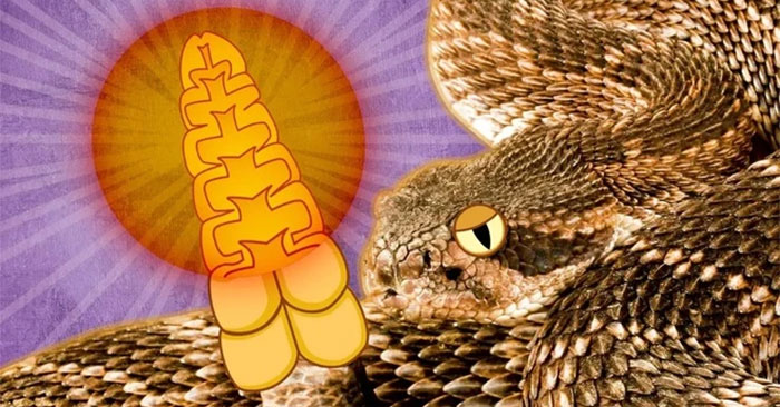 What Is in a Rattlesnake's Tail That Makes a Sound? Explained