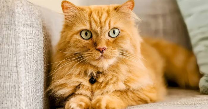 What Is an Orange Cat? Why Are Some Cats Orange?