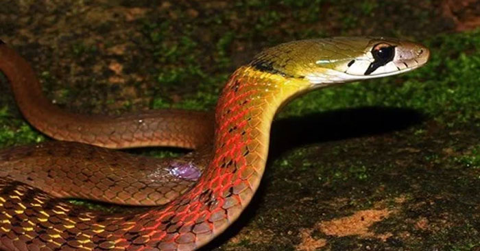 What kind of snake is the red-necked snake, and is it venomous?