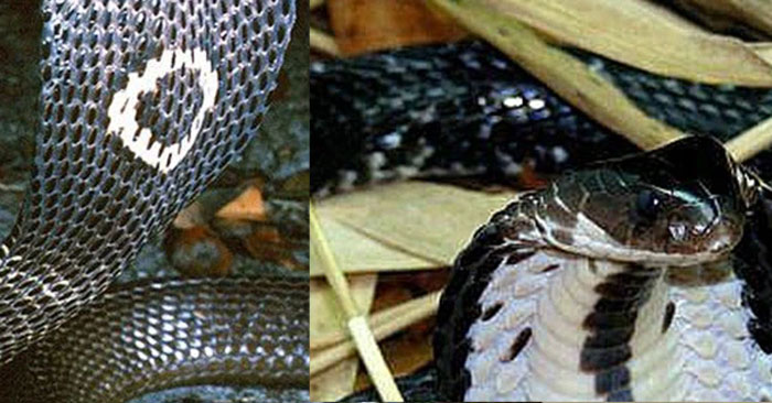 Cobra Species Live in Vietnam, Why No King Cobra: Explained