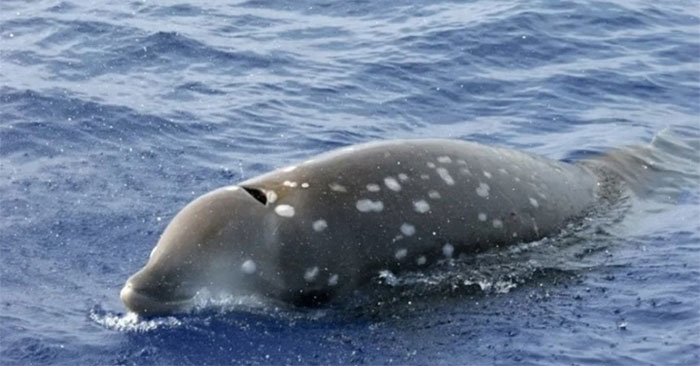 Which Animal Can Hold Its Breath the Longest?