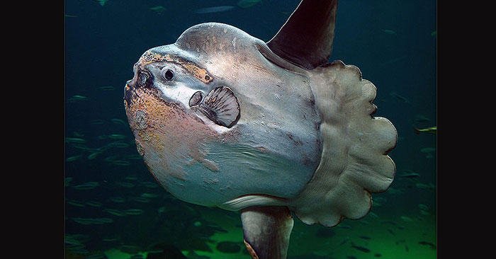 Which Animal Gives Birth to the Most Children: What You Need to Know