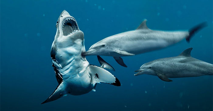 Why Are the 'fierce' Sharks of the Sea Afraid When Faced with