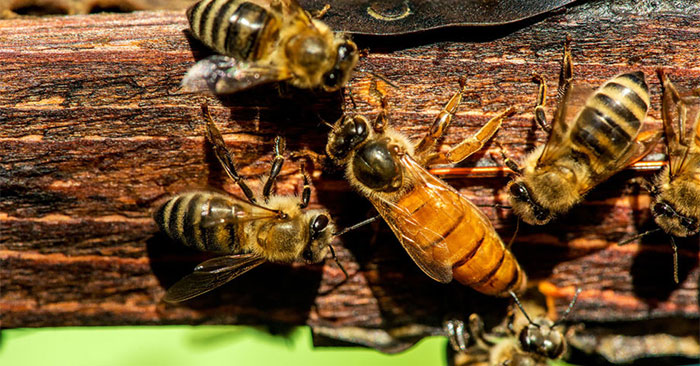 Why Are There No Male Queen Bees: What You Need to Know