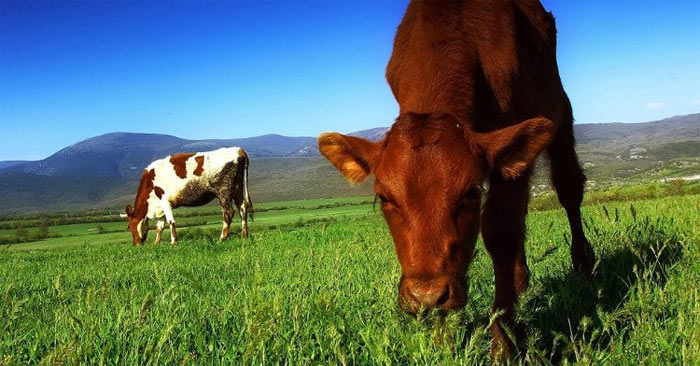 Why Do Buffaloes and Cows Only Need to Eat Grass to Get Enough