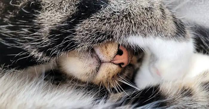 Why Do Cats Cover Their Faces When They Sleep?