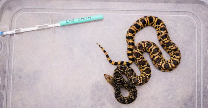 World's First Snake Born from Frozen Sperm: What You Need to Know