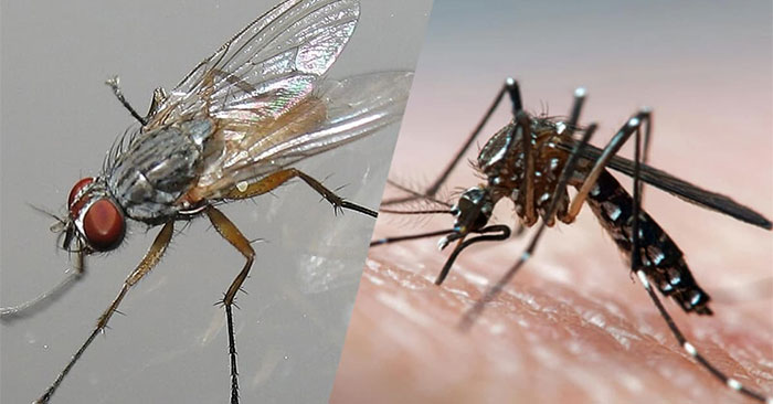 You may have to 'pay a heavy price' for swishing flies and mosquitoes ...