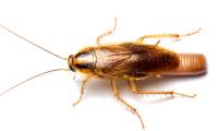 10 facts about the dangerous and hard-to-kill German cockroach that is raging in Vietnamese apartments