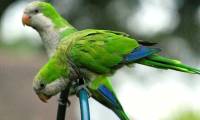 10 smartest talking birds in the world