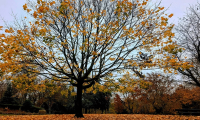 7 tips for taking beautiful photos with smartphones in the fall