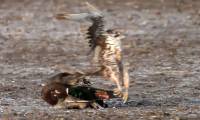 A steppe kestrel kills a mallard with a 'shadowless' dive at a speed of 90km/h