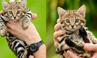 African black-footed cat: Looks innocent but is the 'world's most dangerous' cat