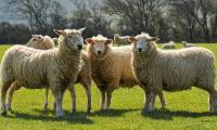Animals that can predict the weather