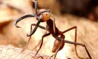Army Ants: The Most Dangerous Ants on the Planet, With Teeth That Can Heal Human Wounds