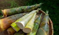 Bamboo shoots could become the new 'superfood' according to scientific research.