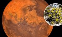 China discovers 'super-survival' moss that can withstand weather conditions 'like on Mars'