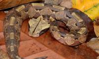 Close-up of the birthing process of the venomous snake with the longest fangs in the world