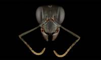 Close-up of the faces of 12 species of ants in the world