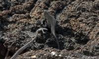 Close-up of the baby iguana's spectacular escape from a pack of ferocious snakes surrounding it