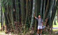 Dragon Bamboo, the tallest bamboo species in the world