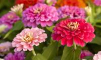Fast flowering plants, make your garden beautiful and brilliant