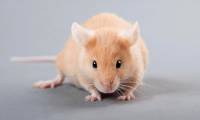 For the first time, 'superhumanized' mice with human-like immune systems have been created