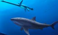 Giant 115-million-year-old ancient shark discovered in Australia