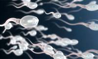 Hope for infertile couples: Sperm turned into tiny robots to deliver drugs into the body