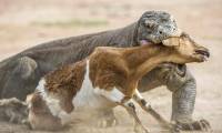 Horrifying scene of Komodo dragon swallowing a baby goat in a split second