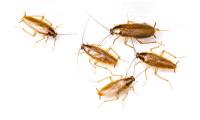 How to effectively kill cockroaches