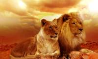 International holidays for animals