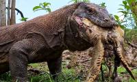 Video: Komodo Dragon Swallows a Turtle