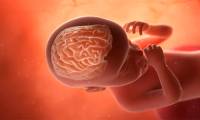 New research has found that male and female brains are already different in the womb.
