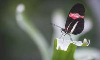 New research on butterflies suggests insects may be smarter than we think