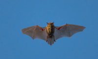 New virus discovered in bats that can infect humans like Covid-19