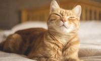 Scientists reveal a simple way to communicate with cats