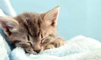 Scientists reveal why cats always sleep on their left side