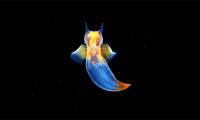 Sea Angel - a dangerous predator with a surreal beauty that seems to only exist in fairy tales