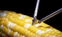 Sony's robot operates on corn, demonstrating precise microsurgery capabilities